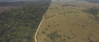 Amazzonia, deforestazione cresciuta del 29%​ in un anno