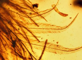 I dinosauri avevano le piume: la conferma arriva da un pezzo di ambra