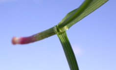 Anche le piante vanno in letargo: il caso di Festuca arundinacea