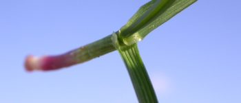 Anche le piante vanno in letargo: il caso di Festuca arundinacea