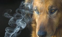Fumo passivo: gli animali sono a forte rischio