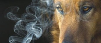 Fumo passivo: gli animali sono a forte rischio