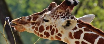 IUCN, rischio estinzione per la giraffa