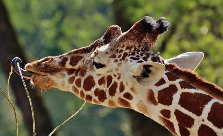 IUCN, rischio estinzione per la giraffa
