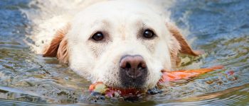 Labrador Retriever, il cane pescatore