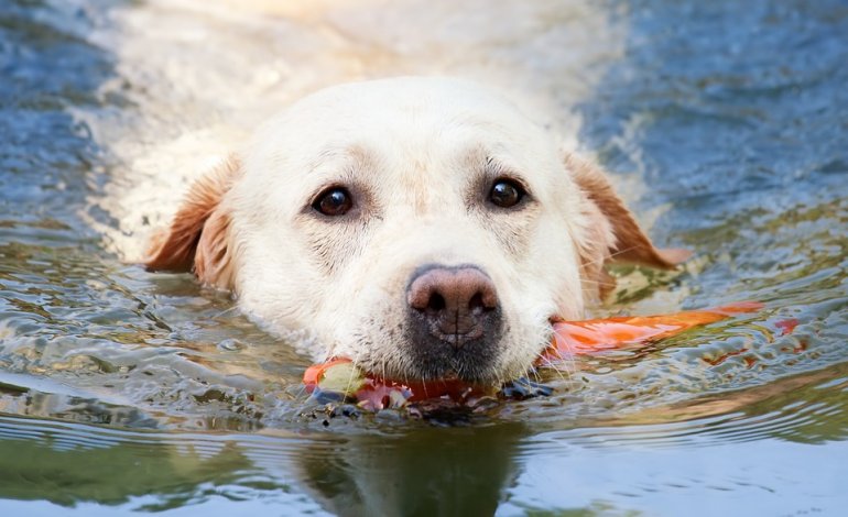 Labrador Retriever, il cane pescatore