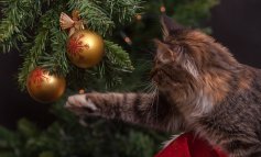 Animali domestici: attenzione ai pericoli di Natale