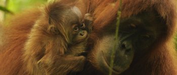 Nato il primo orango nella foresta protetta WWF