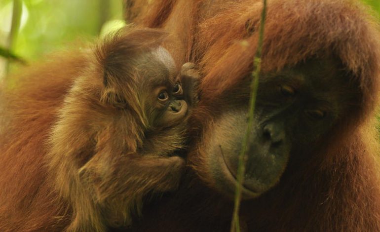 Nato il primo orango nella foresta protetta WWF