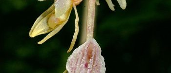In Puglia è stata scoperta la rara orchidea fantasma