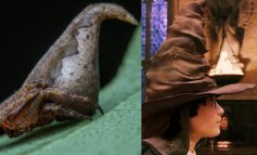 Eriovixia gryffindori, il ragno che sembra il cappello di Harry Potter​