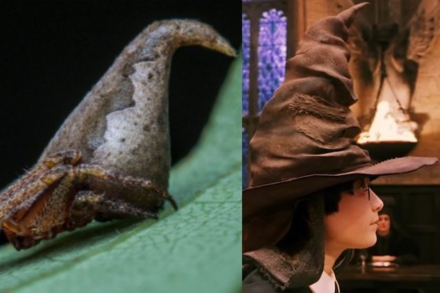 Eriovixia gryffindori, il ragno che sembra il cappello di Harry Potter​