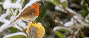 I consigli per nutrire gli uccelli del giardino in inverno