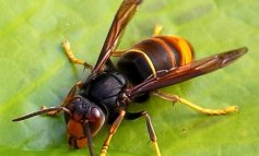 Invasi dal calabrone asiatico, l'insetto che stermina le api​​