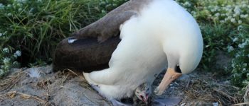 Wisdom, l'albatros che a 66 anni è tornato a nidificare