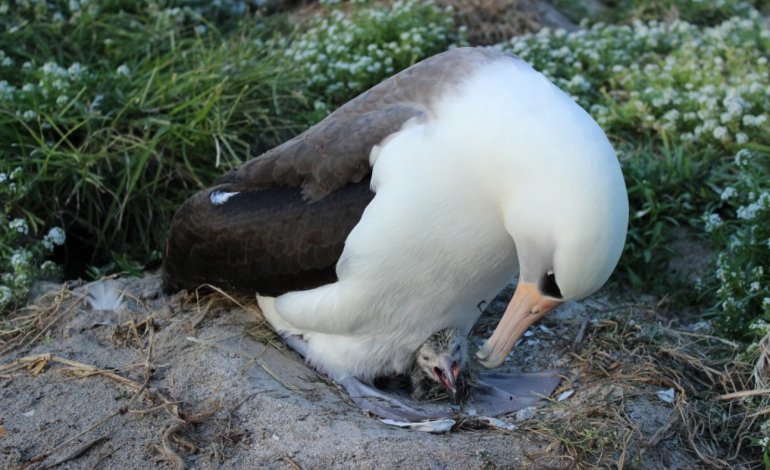 Wisdom, l’albatros che a 66 anni è tornato a nidificare