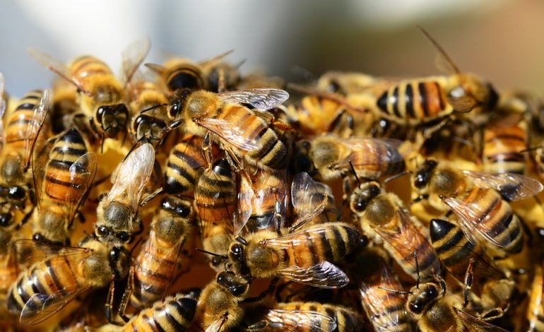 Ecco perché non dobbiamo permettere che scompaiano le api