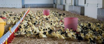 Tornano i focolai di influenza aviaria