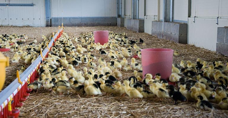 Tornano i focolai di influenza aviaria