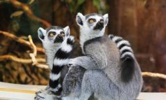 Belli da morire: la triste storia dei lemuri del Madagascar