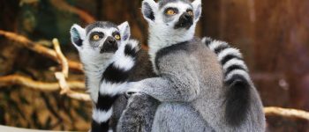 Belli da morire: la triste storia dei lemuri del Madagascar