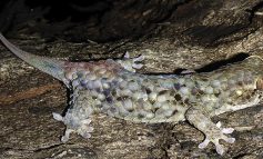 Geckolepis megalepis, il geco che esce dalla pelle per salvarsi dai predatori