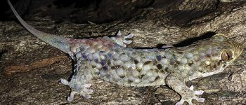 Geckolepis megalepis, il geco che esce dalla pelle per salvarsi dai predatori