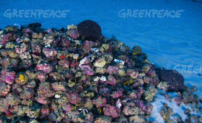 In Brasile è stata scoperta una barriera corallina