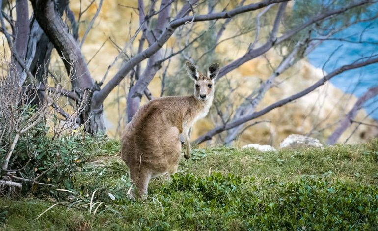 Il piano per abbattere un milione di canguri divide l’Australia