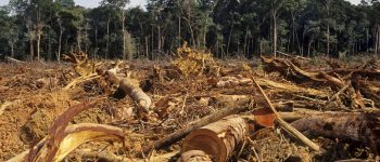 Esiste un legame tra la deforestazione e le epidemie