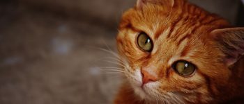 10 modi che il vostro gatto ha per dirvi 