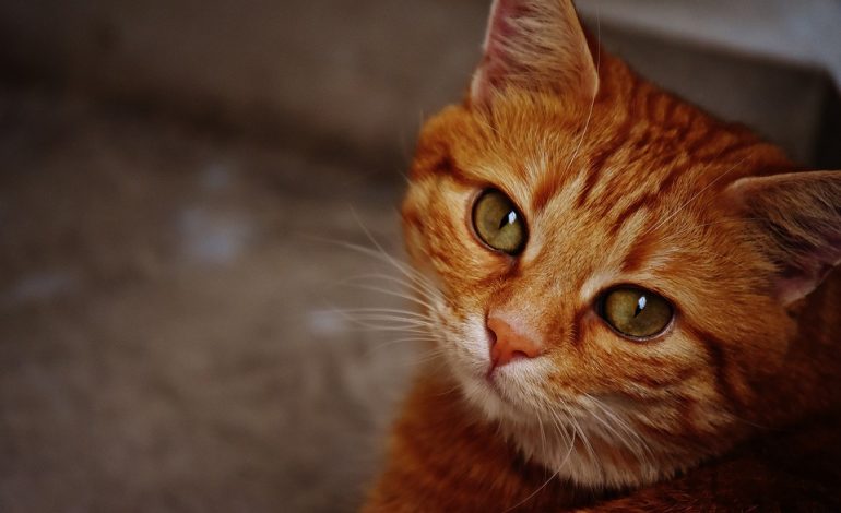 10 modi che il vostro gatto ha per dirvi ti amo