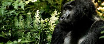 I gorilla hanno bisogno della nostra protezione