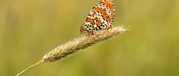 Gli insetticidi neonicotinoidi minacciano anche farfalle e uccelli
