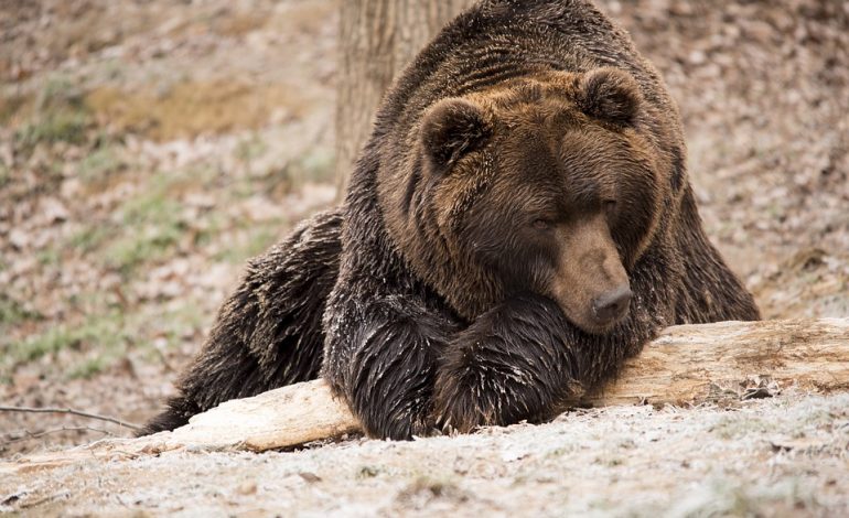 17 gradi e poca neve: il letargo lampo dell'orso Francesco