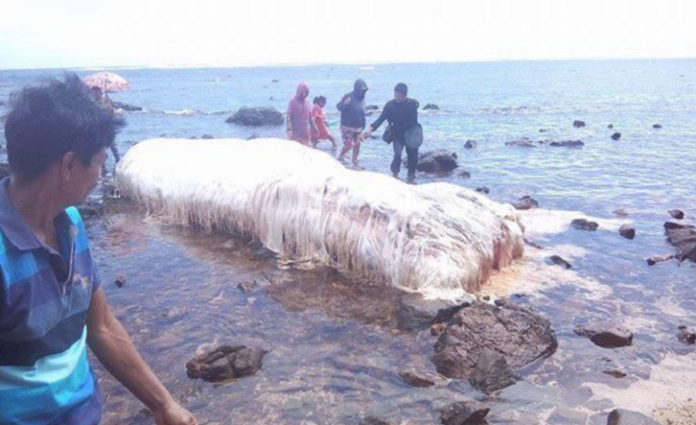 “Mostro marino”: ecco cos’è la carcassa trovata spiaggiata alle Filippine​