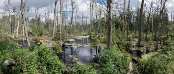 Polonia, approvato il piano per il taglio della foresta di ​Białowieża