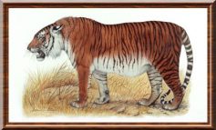 A volte ritornano: la storia della tigre del Caspio
