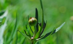 Ranunculus giordanoi ridà speranza ad Amatrice