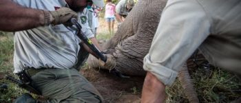 La squadra anti bracconaggio che salva i rinoceronti