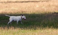Bull Terrier, il gladiatore dal cuore d'oro