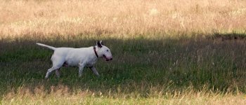 Bull Terrier, il gladiatore dal cuore d'oro