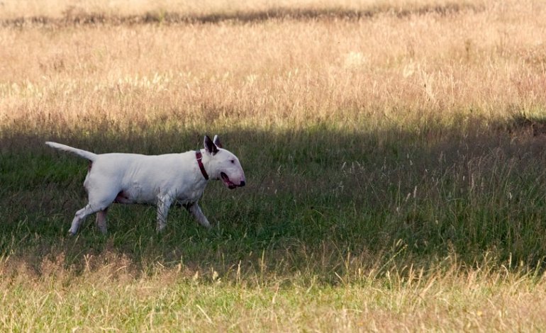 Bull Terrier, il gladiatore dal cuore d’oro