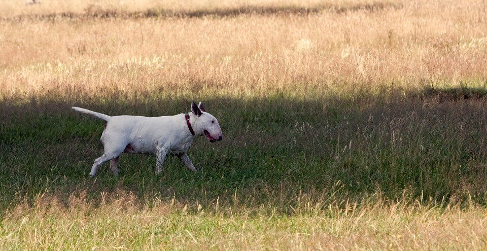 Bull Terrier Il Gladiatore Dal Cuore D Oro La Rivista Della Natura