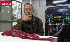 Tsunemi Kubodera e il calamaro gigante / VIDEO