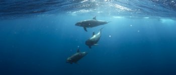 Pescatori contro delfini: mangiano tutto il pesce