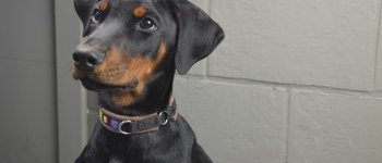 Carattere e attitudini del Dobermann, uno dei cani più bistrattati