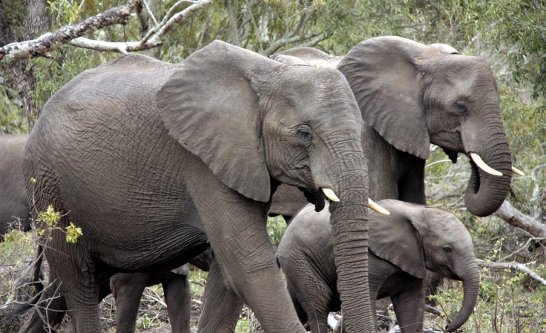 Elefanti da record: solo due ore di sonno a notte