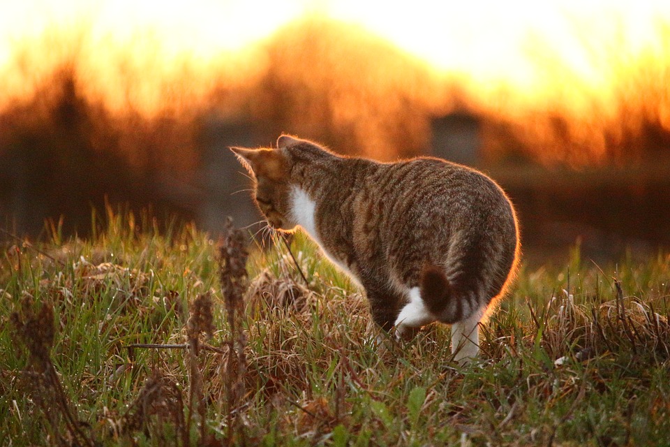 Anche Gli Animali Si Curano Con Le Erbe
