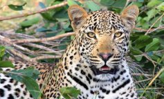 Il leopardo padano: quando il Po era una savana